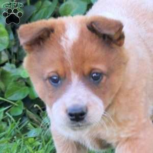 Jack, Blue Heeler – Australian Cattle Dog Puppy