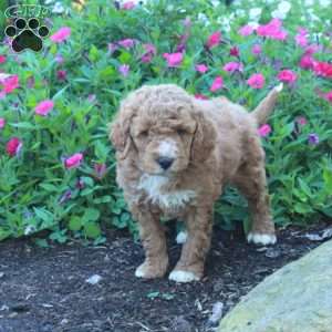 Jack, Miniature Poodle Puppy