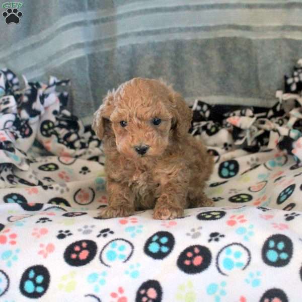 Jackson, Toy Poodle Puppy