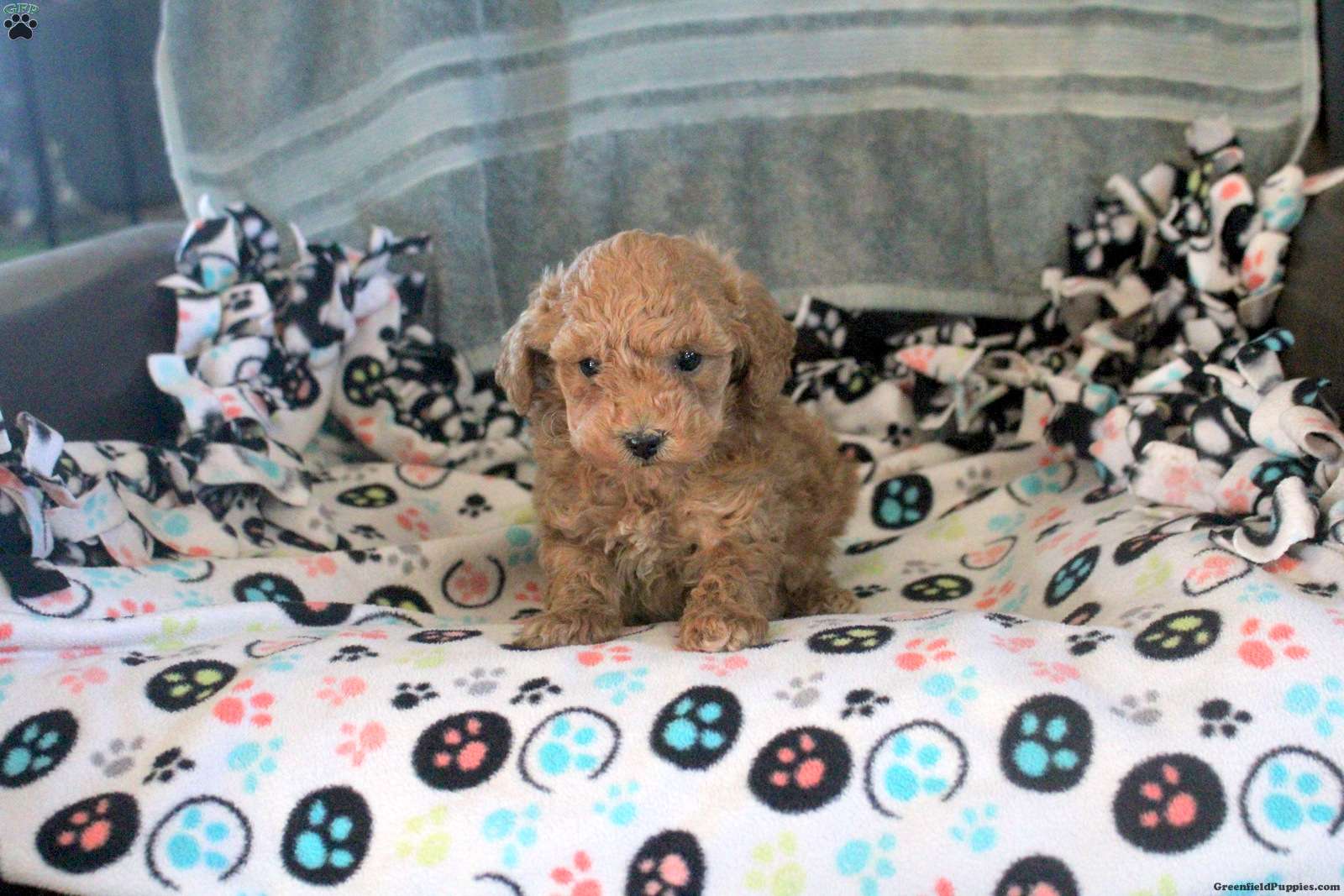 Jackson (Toy Poodle, Male) in New Holland, PA