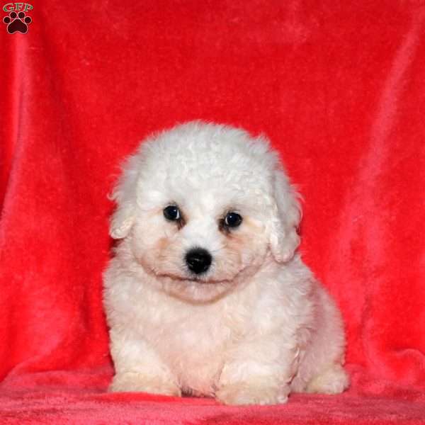 Jackson, Bichon Frise Puppy