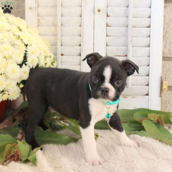 Jackson, Boston Terrier Puppy