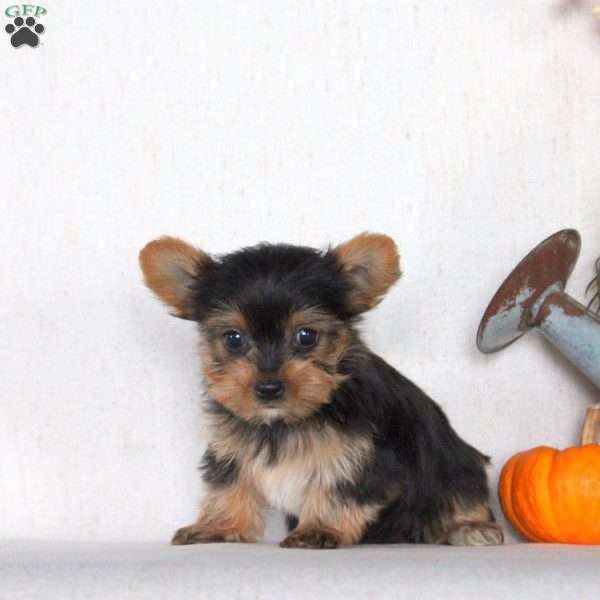 Jackson, Yorkie Puppy