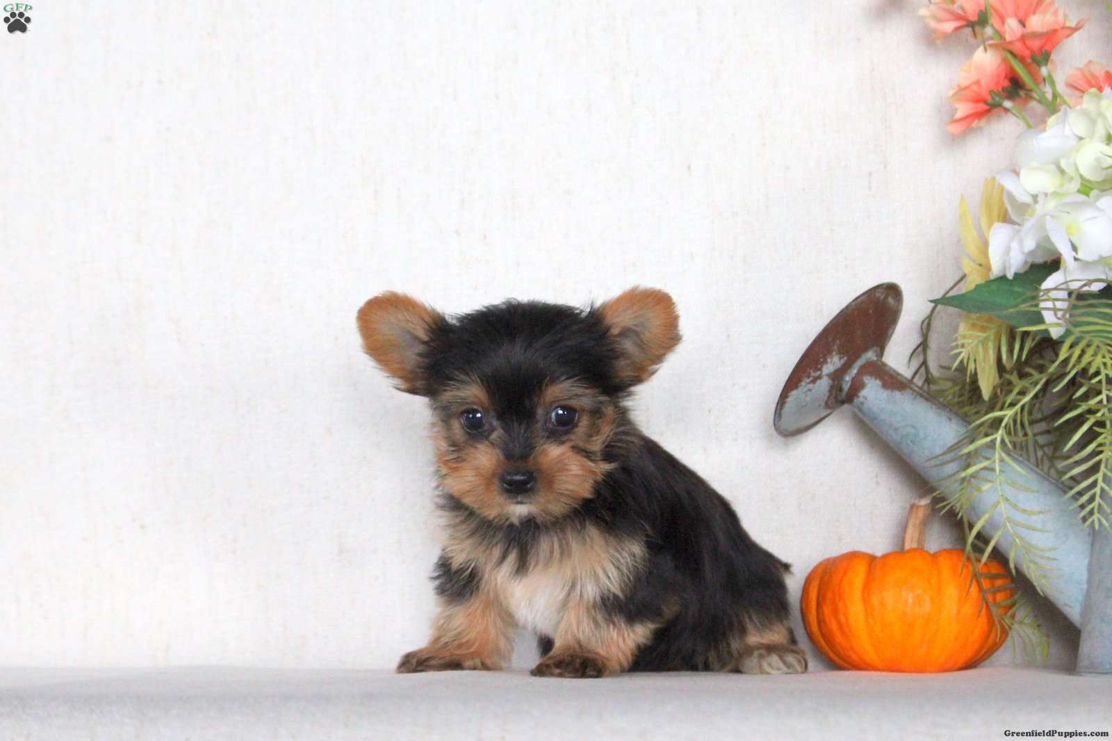 Jackson (Yorkshire Terrier, Male) in Lititz, PA
