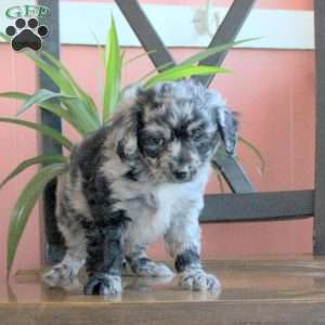Jackson, Cavapoo Puppy
