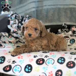 Jackson, Toy Poodle Puppy