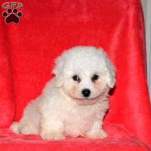 Jackson, Bichon Frise Puppy