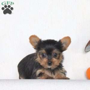 Jackson, Yorkie Puppy