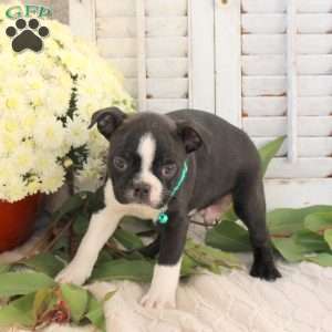 Jackson, Boston Terrier Puppy