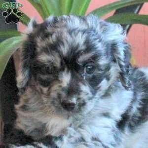 Jackson, Cavapoo Puppy