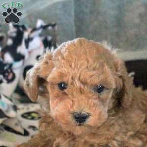 Jackson, Toy Poodle Puppy