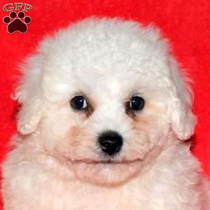 Jackson, Bichon Frise Puppy