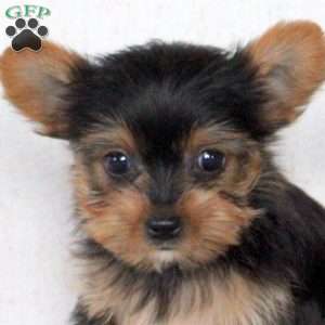 Jackson, Yorkie Puppy