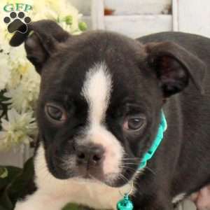Jackson, Boston Terrier Puppy