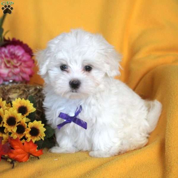 Jacob, Maltese Puppy