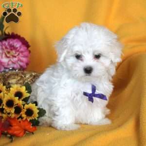 Jacob, Maltese Puppy