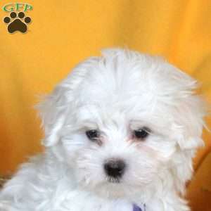 Jacob, Maltese Puppy