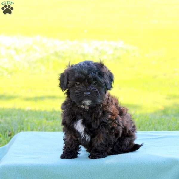 Jade, Shih-Poo Puppy