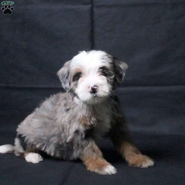 Jade, Mini Bernedoodle Puppy