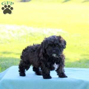 Jade, Shih-Poo Puppy