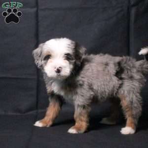 Jade, Mini Bernedoodle Puppy
