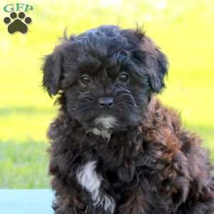 Jade, Shih-Poo Puppy
