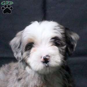 Jade, Mini Bernedoodle Puppy