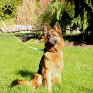 River, German Shepherd Puppy