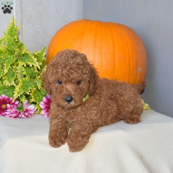 Jaden, Toy Poodle Puppy