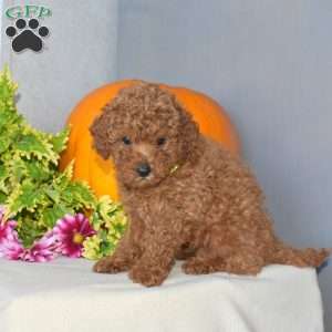 Jaden, Toy Poodle Puppy