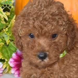 Jaden, Toy Poodle Puppy