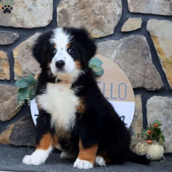 Jaden, Bernese Mountain Dog Puppy