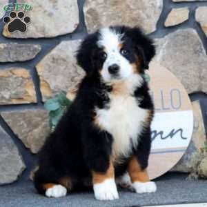 Jaden, Bernese Mountain Dog Puppy