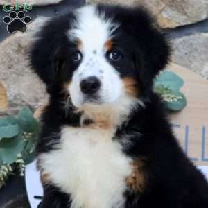 Jaden, Bernese Mountain Dog Puppy
