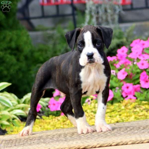 Jake, Boxer Puppy