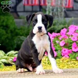 Jake, Boxer Puppy