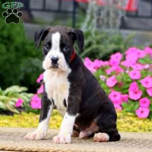 Jake, Boxer Puppy
