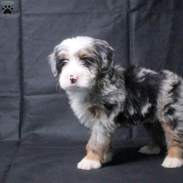 James, Mini Bernedoodle Puppy