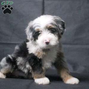 James, Mini Bernedoodle Puppy