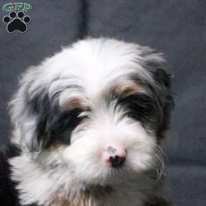James, Mini Bernedoodle Puppy