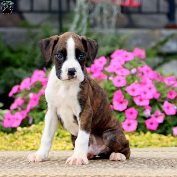 Jamie, Boxer Puppy