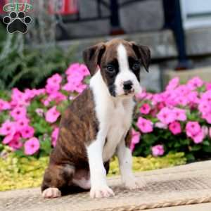 Jamie, Boxer Puppy