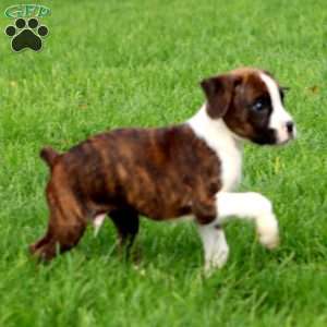Jamie, Boxer Puppy