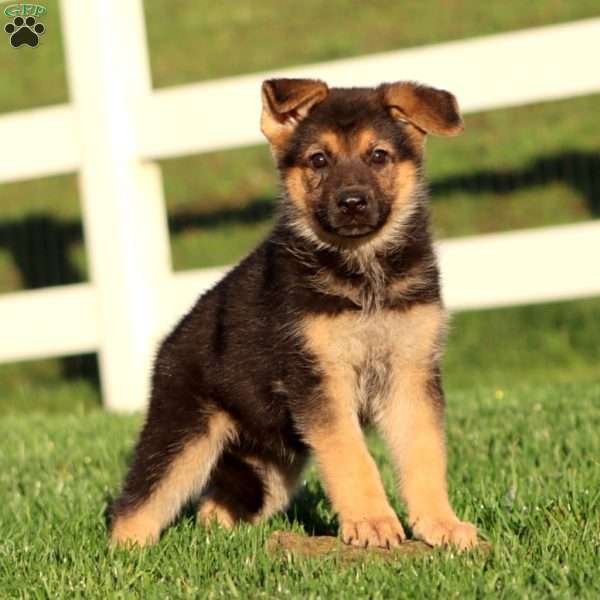 Janae, German Shepherd Puppy