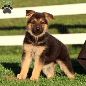 Janae, German Shepherd Puppy