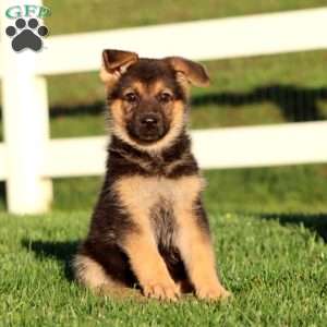 Janae, German Shepherd Puppy