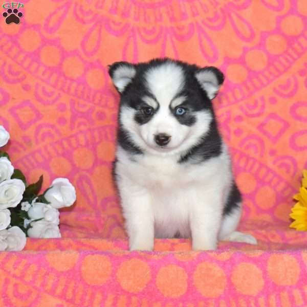 Jane, Pomsky Puppy
