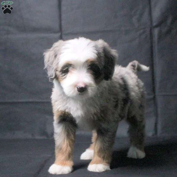 Jane, Mini Bernedoodle Puppy