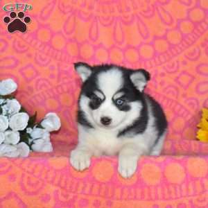 Jane, Pomsky Puppy