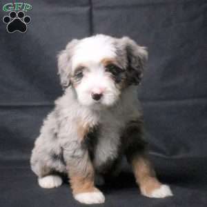 Jane, Mini Bernedoodle Puppy